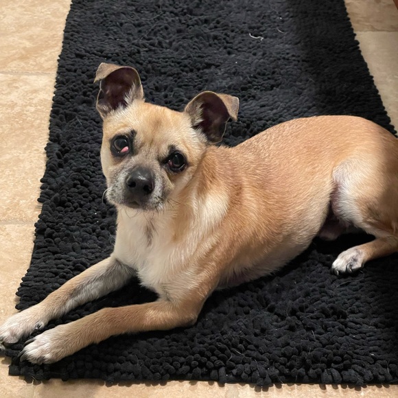 🥰New💋family🐶member😍 - Picture 8 of 9